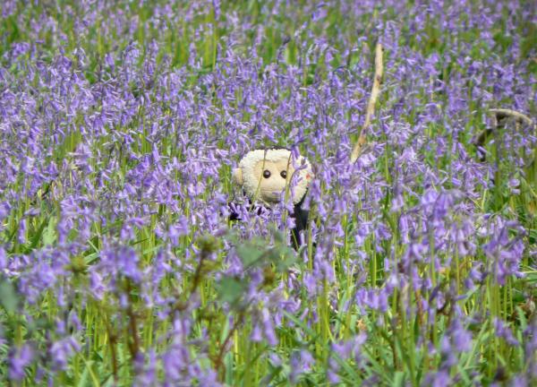 Mooch monkey hides in a forest glade of blue bells