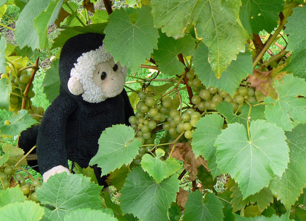 Mooch inspects the grapes at a local vinyard.