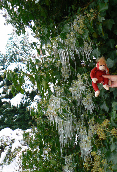 A Schweetheart with icicles and snow.