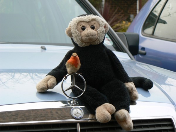 Mooch monkey and a friendly robin, sitting on a car bonnet, wish you a happy new year - sorry the robin is not real!