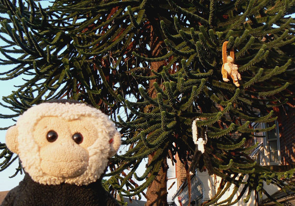 Mooch and the monkeys on the monkey puzzle tree in Southdown, Harpenden, Herts.