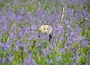 Mooch monkey hides in a forest glade of blue bells.