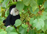 Mooch inspects grapes.
