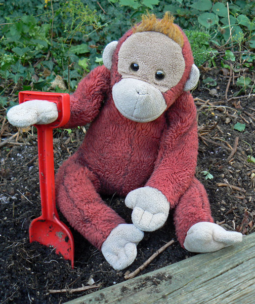 Big Mama Schweetheart our Orangutan matriach digging with a red spade.