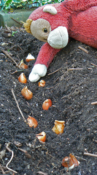 Big Mama Schweetheart our Orangutan matriach sowing tulip bulbs.