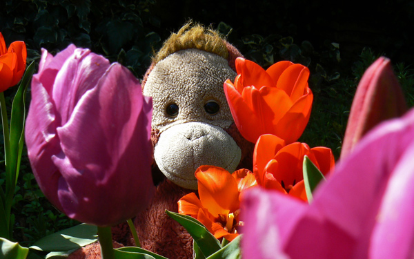 Big Mama Schweetheart with tulips.