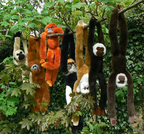 Mooch's monkey friends propose a hung parliament.