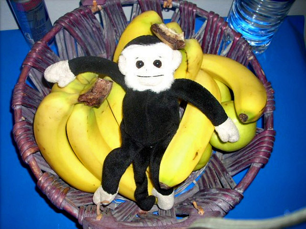 Livia's Mooch monkey.