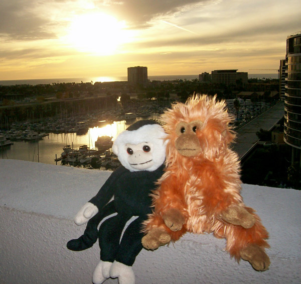 Monkeys with a sunset in Marina del Rey.