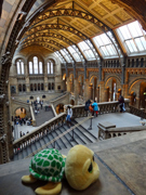 Evelyn's Schillie turtle at the Natural History Museum