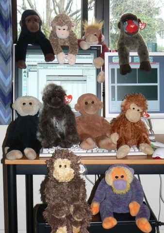 Ten of the ape and monkey troop pose with the new PC.