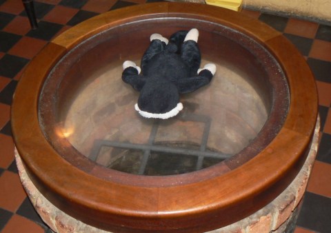 Mooch monkey looks into the well in the bar of the Elephant & Castle, Amwell, Wheathampstead.
