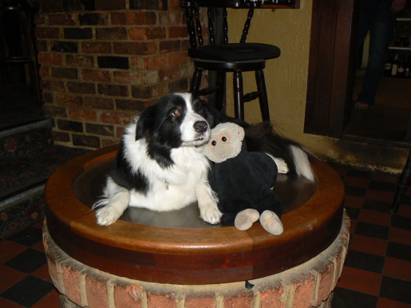 Mooch monkey meets Bess the Collie dog at the Elephant & Castle.