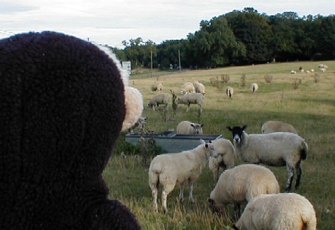 Mooch counts sheep on the adjoining farmland