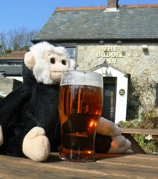 Monty monkey outside the Buddle Inn with a beer.