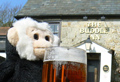 Monty Mooch monkey has a drink at the Buddle Inn, Niton, Isle of Wight.