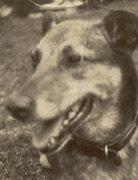 Needle our dog in the 1930s