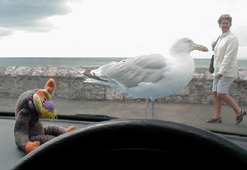 Bananas meets a seagull