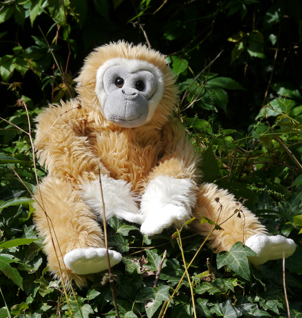 Lenny the Lar Gibbon