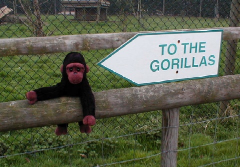 Congo points the way to the gorillas