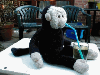 Mooch monkey drinking too much through a straw and collapsing.