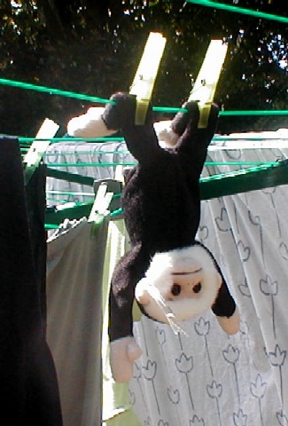 Moochie 2 pegged to dry after a water fight!