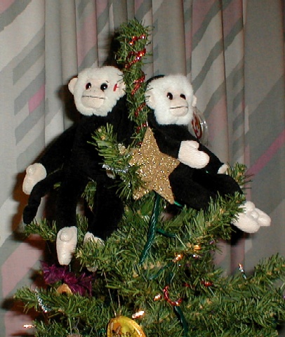 Moochie 1 & 2 on top of the Christmas tree.