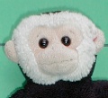 Mooch monkey
