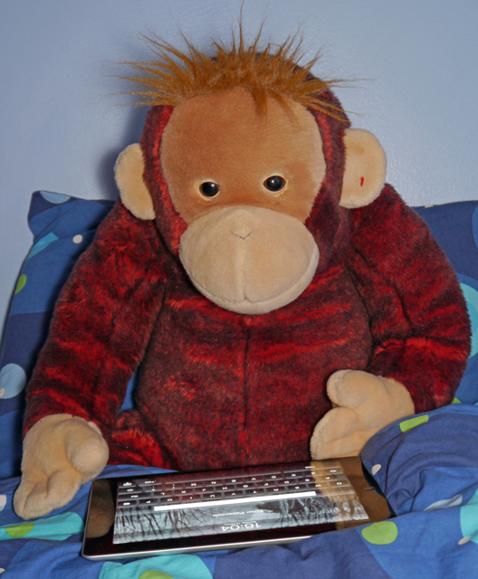 Big Brother Schweetheart orangutan uses his iPad.