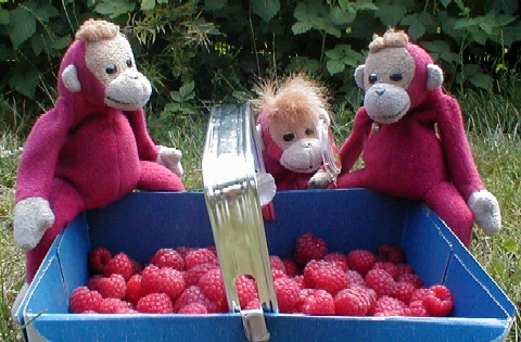 S1, S2 & S3 with raspberries
