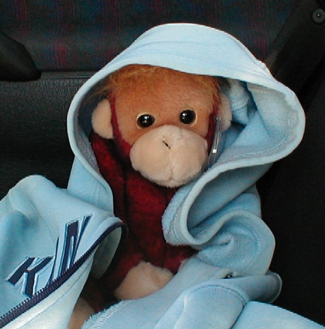 Schweetie in a hoodie. TY Schweetheart Buddie orangutan.