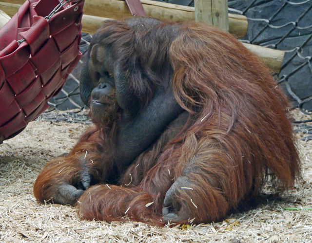 Mooch monkey at Stand Tall for Giraffes in Colchester 2013 - Colchester Zoo