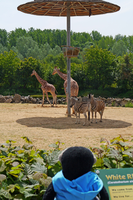 Mooch monkey at Stand Tall for Giraffes in Colchester 2013 - Colchester Zoo