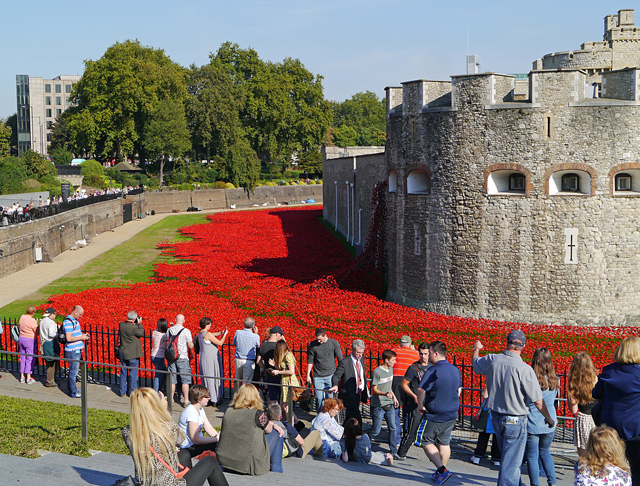 Mooch monkey at Tower of London Remembers - poppies