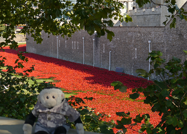 Mooch monkey at Tower of London Remembers - poppies