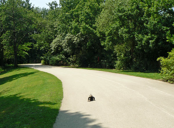 Mooch monkey sits on part of the old motor racing track in Crystal Palace Park.