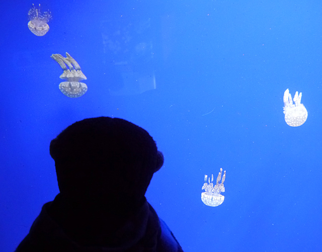 Mooch monkey looks at Jelly Fish in the Aquarium at the Horniman Museum