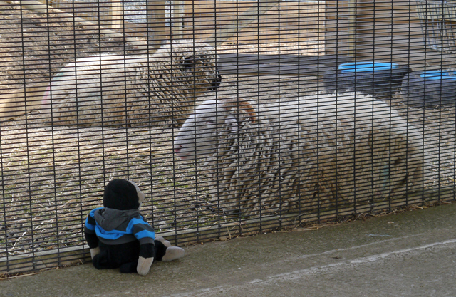 Mooch monkey with sheep at the Horniman Museum