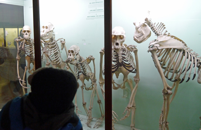 Mooch monkey looks at ape skeletons in the Horniman Museum