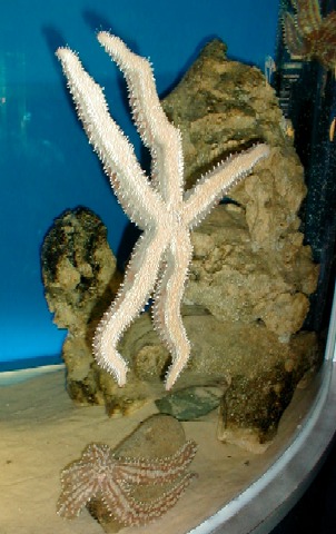 A starfish at London Zoo