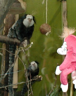 S5 meets some tamarin monkeys