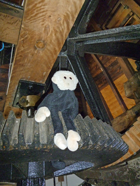 Mooch monkey sits on gearing at the Shirley Windmill
