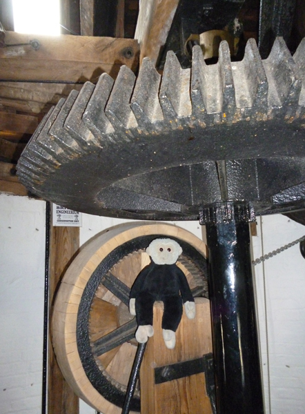 Mooch monkey sits on gearing at the Shirley Windmill