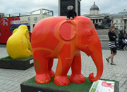 London Elephant Parade - 150 Royal Challengers Bangalore.