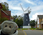 Mooch monkey at Shirley Windmill.