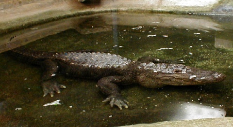 Big Boy the alligator in his pool