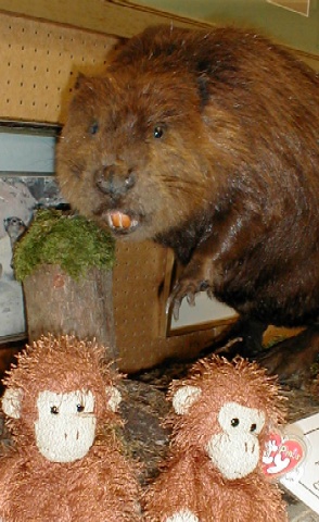 A stuffed beaver