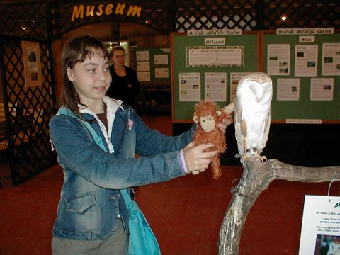 Zig-Zag 1 meets a Barn Owl