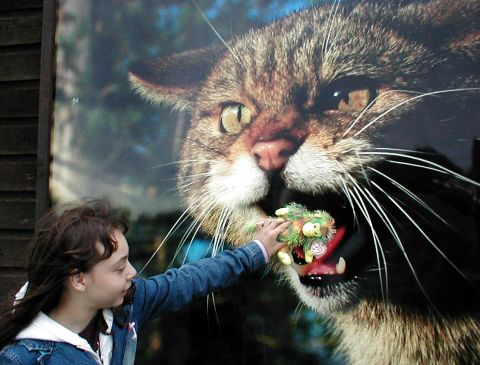 Annie tries to feed Topsy to a wild cat!