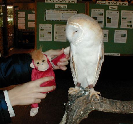 The Barn Owl views S5